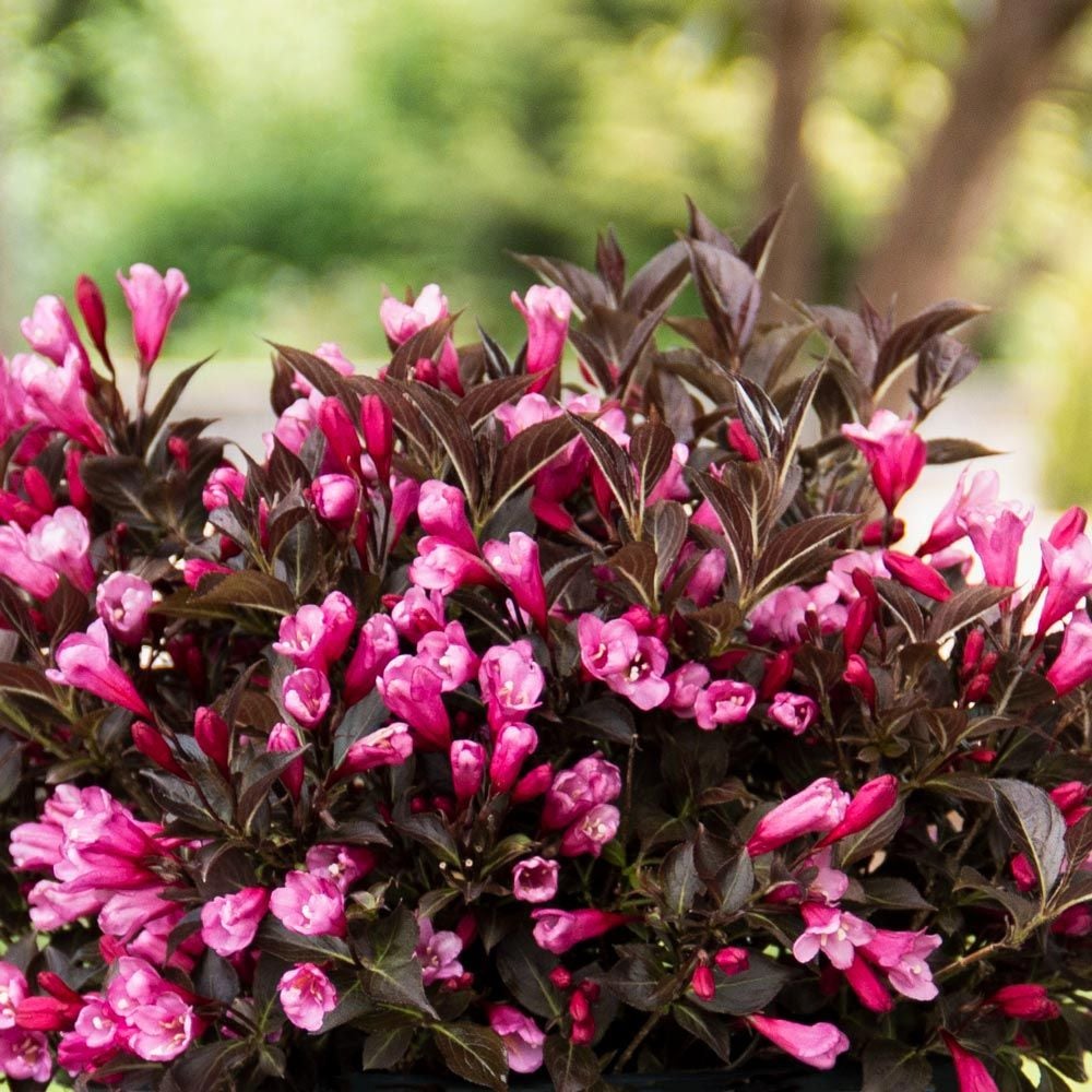 Weigela florida Stunner™