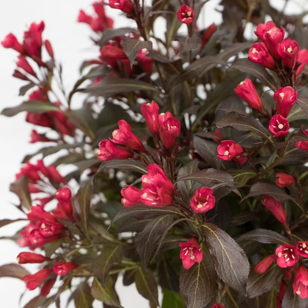 Weigela florida Electric Love™