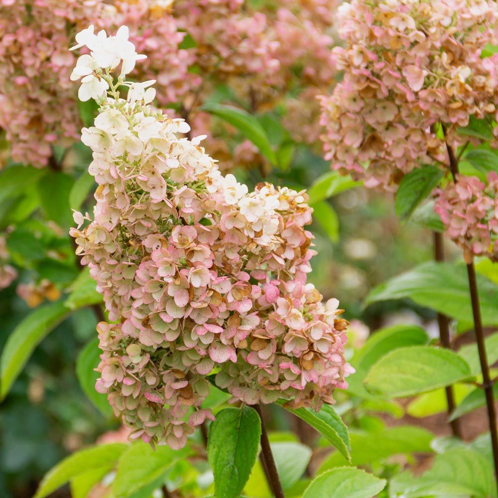 Hydrangea paniculata Lavalamp® Moonrock® White Flower Farm