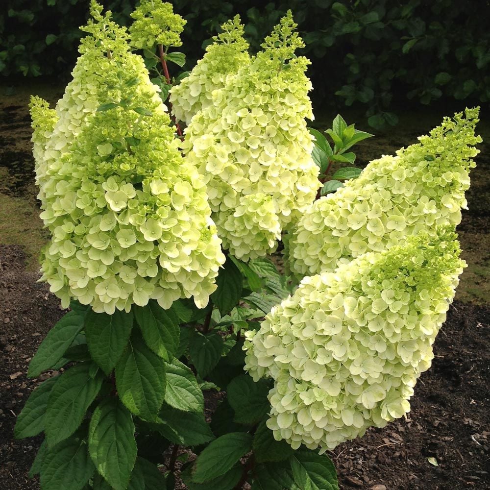 Image of Hydrangea Moonrock flowers in a wreath