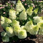  Hydrangea paniculata Moonrock®