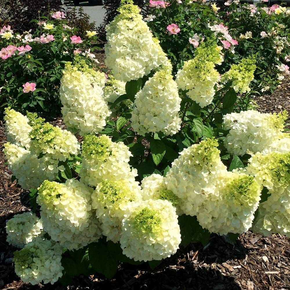 Hydrangea paniculata Moonrock®