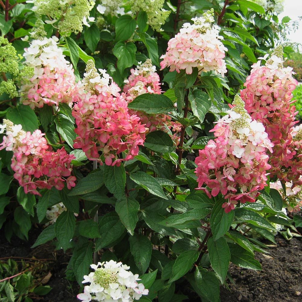 Hydrangea paniculata Flare™