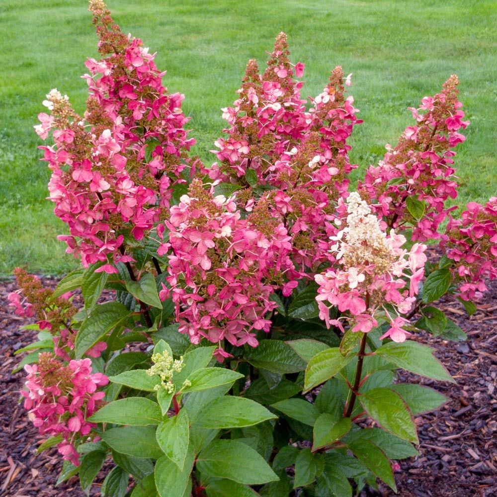 Hydrangea paniculata Lavalamp™ Flare™ White Flower Farm