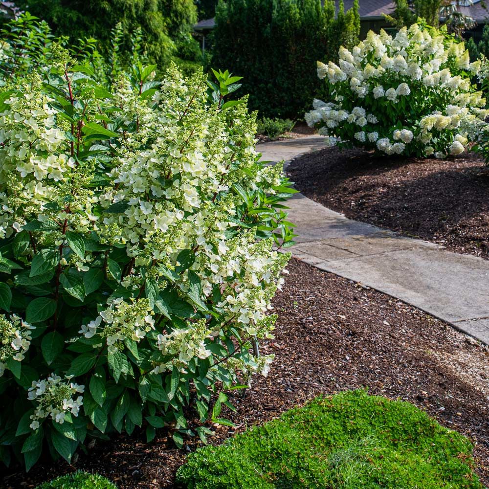 Hydrangea paniculata Lavalamp™ Flare™ White Flower Farm