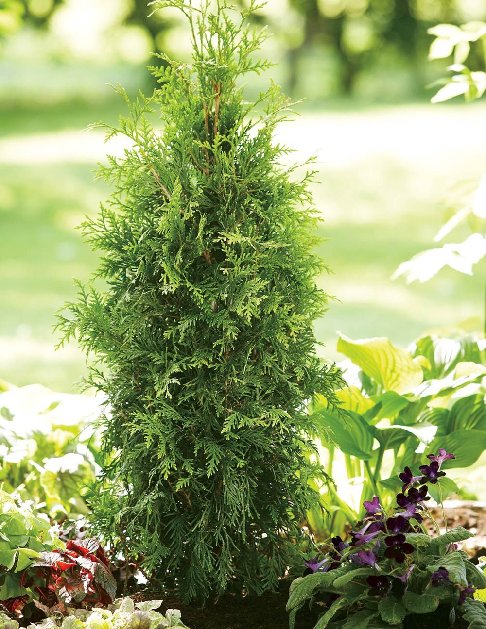 Thuja plicata Spring Grove®