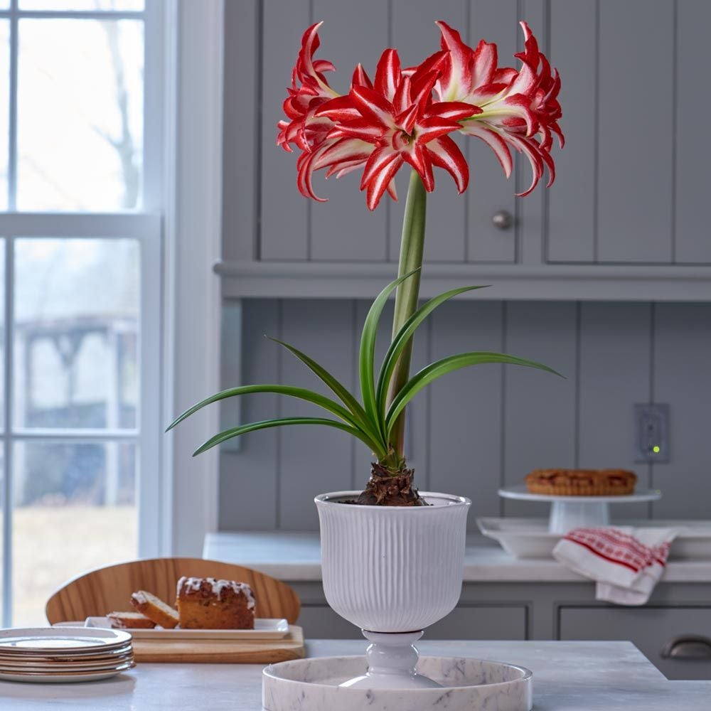 Amaryllis 'Splash,' one bulb and white footed urn kit