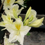  Azalea 'White Swan'