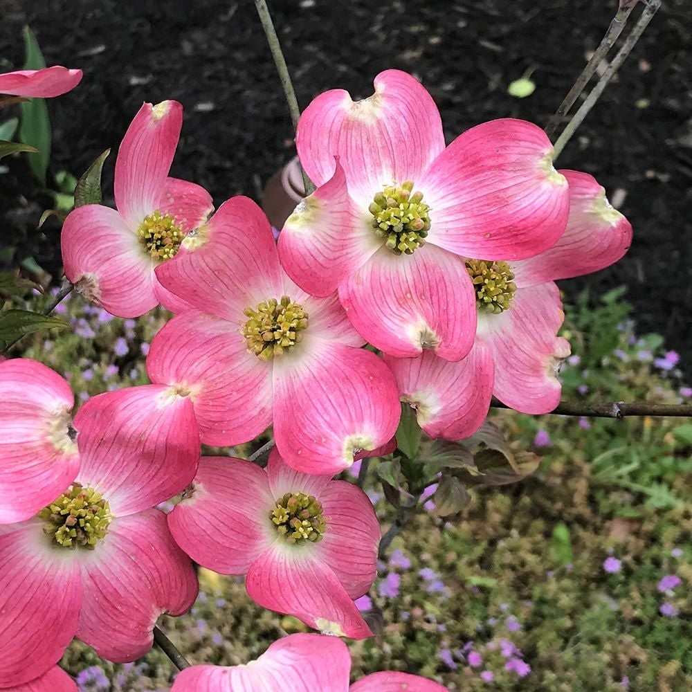 Cornus florida 'Erica's Appalachian Sunrise'