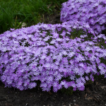  Phlox 'Bedazzled Lavender'