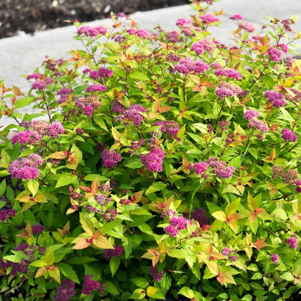 Image of Rainbow fizz spirea flower