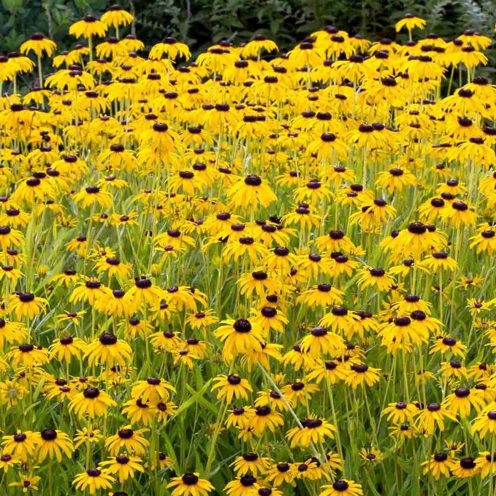 Rudbeckia fulgida 'Forever Gold'