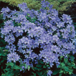  Campanula lactiflora 'Prichard's Variety'