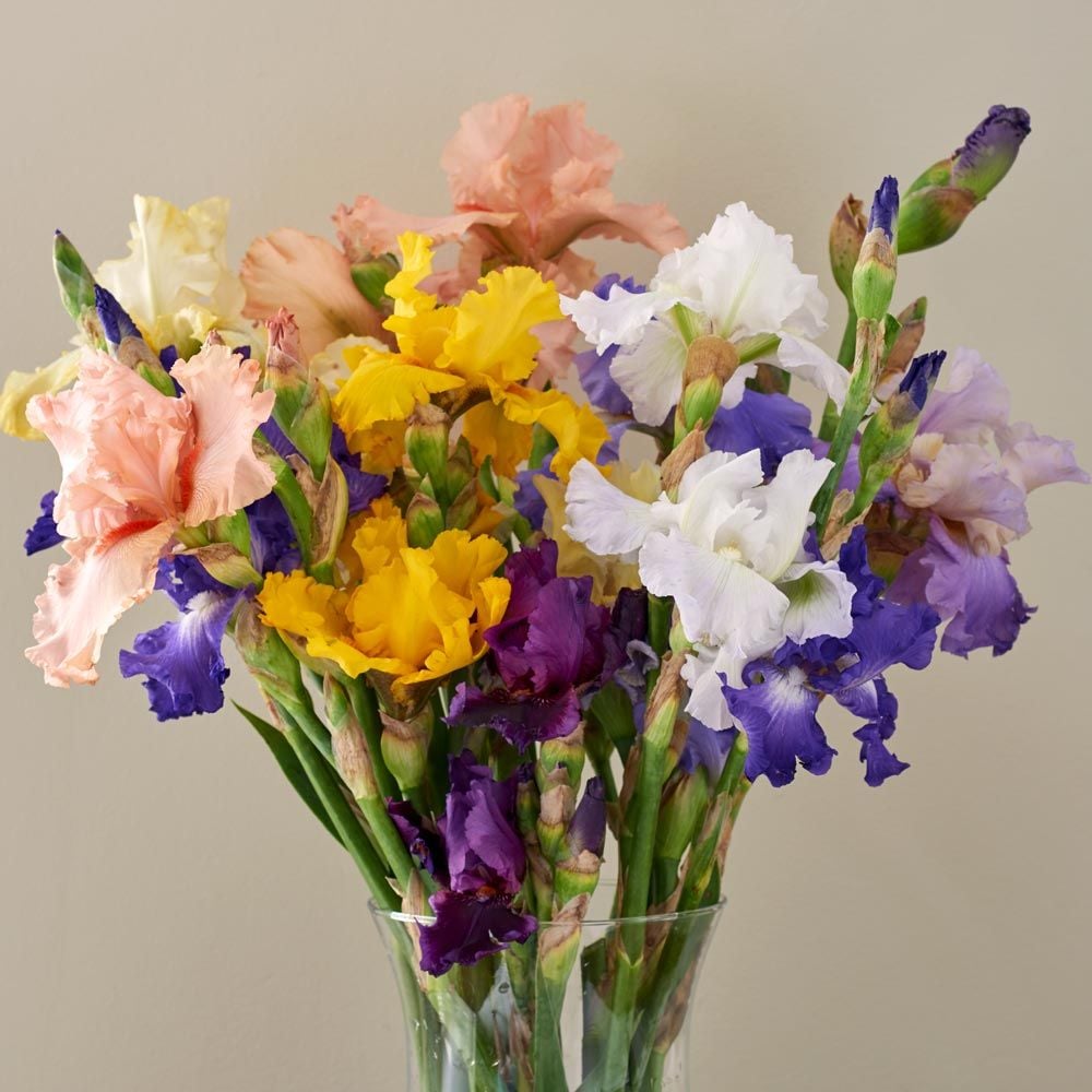 Bearded Iris Bouquet White Flower Farm