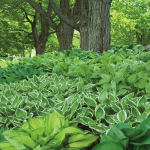  Emerald Isle Hosta Collection