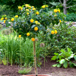  Yellow Lantana Topiary