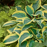  Hosta Shadowland® 'Autumn Frost'