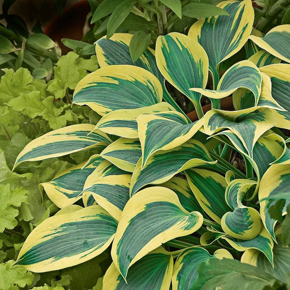 Hosta Shadowland® 'Autumn Frost'