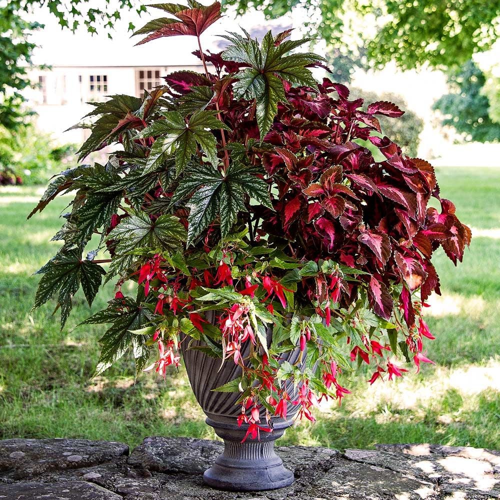 Sunset City Container Garden