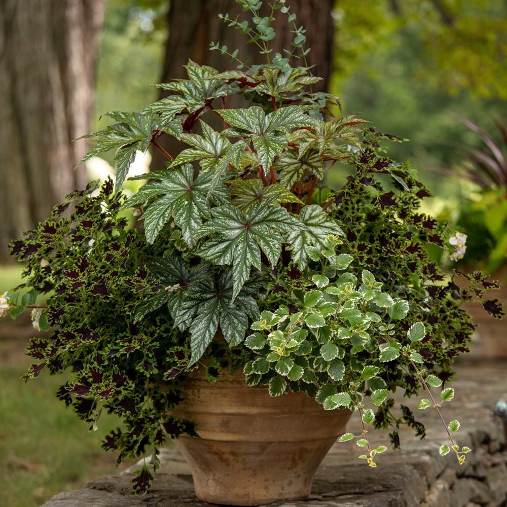 Symphony in Shade Container Garden