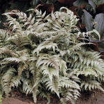  Athyrium niponicum pictum 'Burgundy Lace'