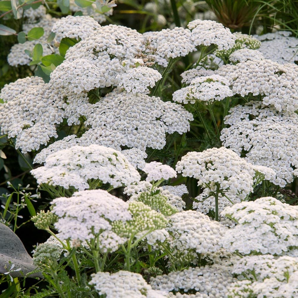 Achillea 'Firefly Diamond'