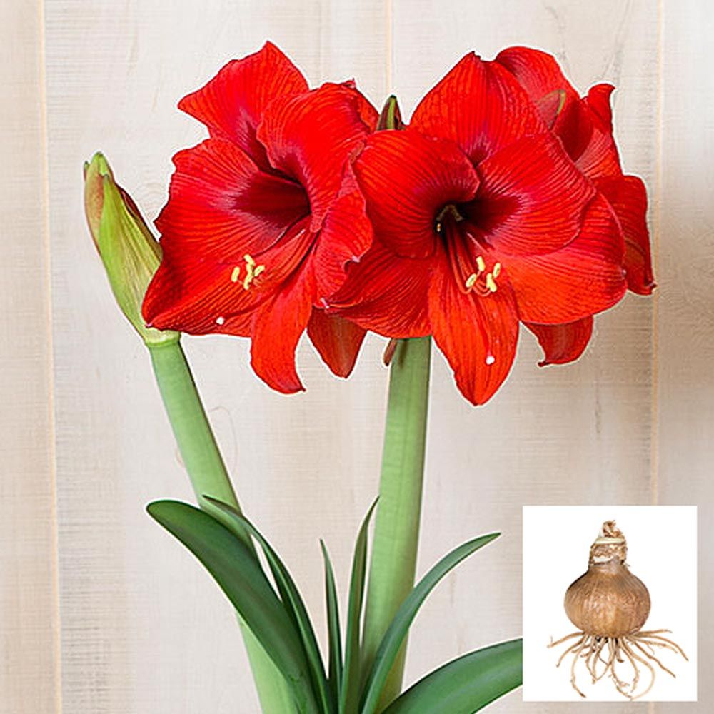 Amaryllis Double Six® White Flower Farm