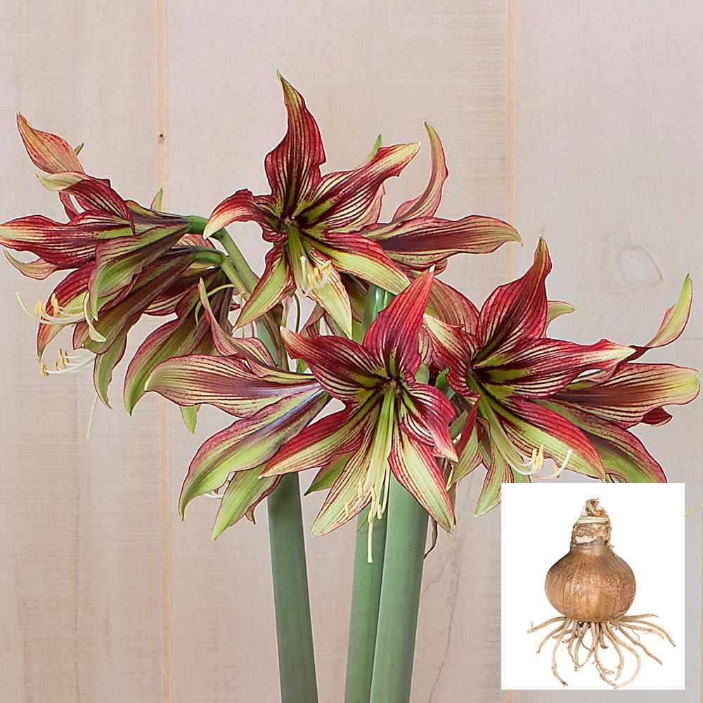 Amaryllis 'Mystica'