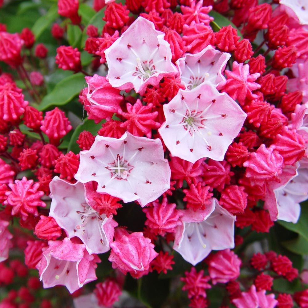 Kalmia latifolia 'Nathan Hale'