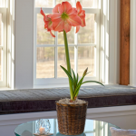  Amaryllis 'King Star'