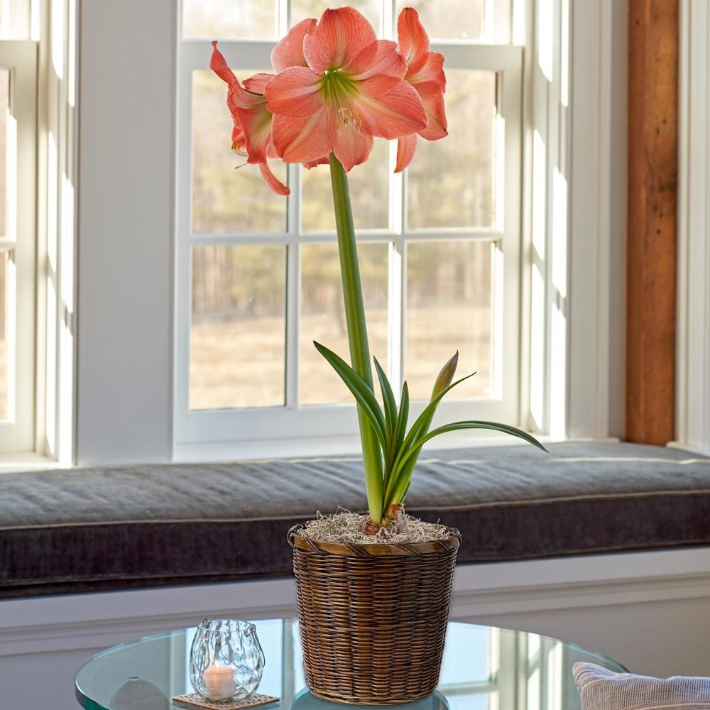 Amaryllis 'King Star'