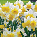  Narcissus 'Golden Echo'