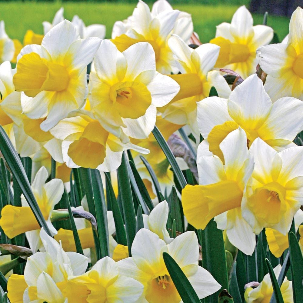 Narcissus 'Golden Echo'