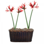  Amaryllis 'Rosado'