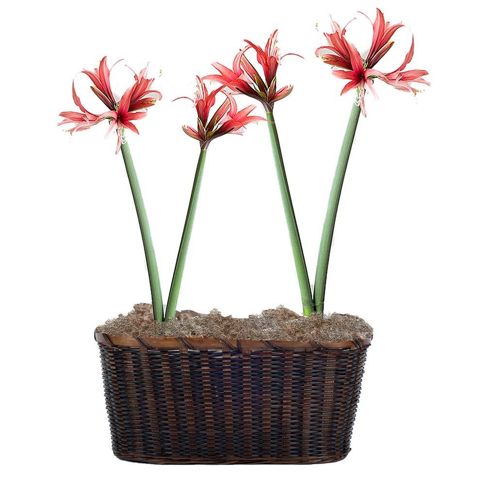 Amaryllis 'Rosado'