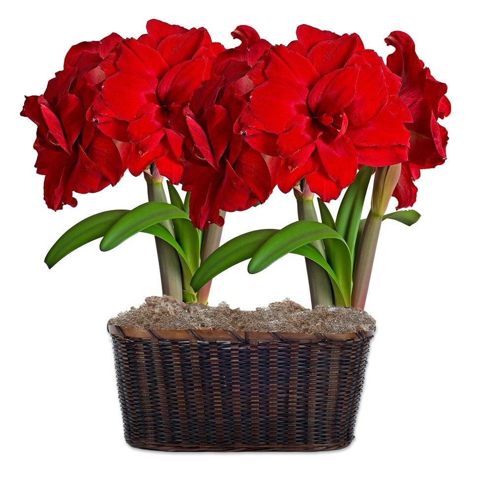 Amaryllis Amarantia White Flower Farm