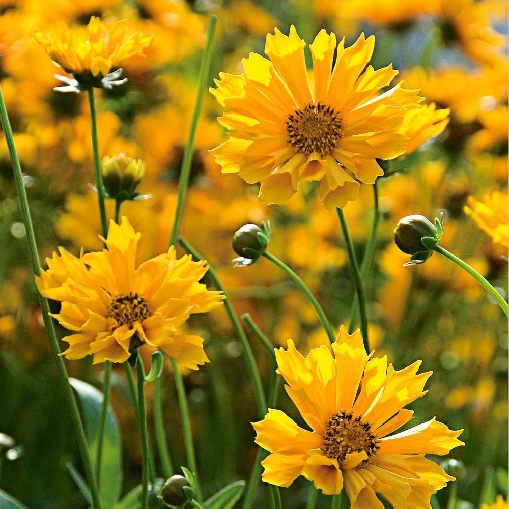 Coreopsis 'Jethro Tull'