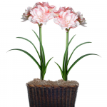 Amaryllis Striped Amadeus | White Flower Farm