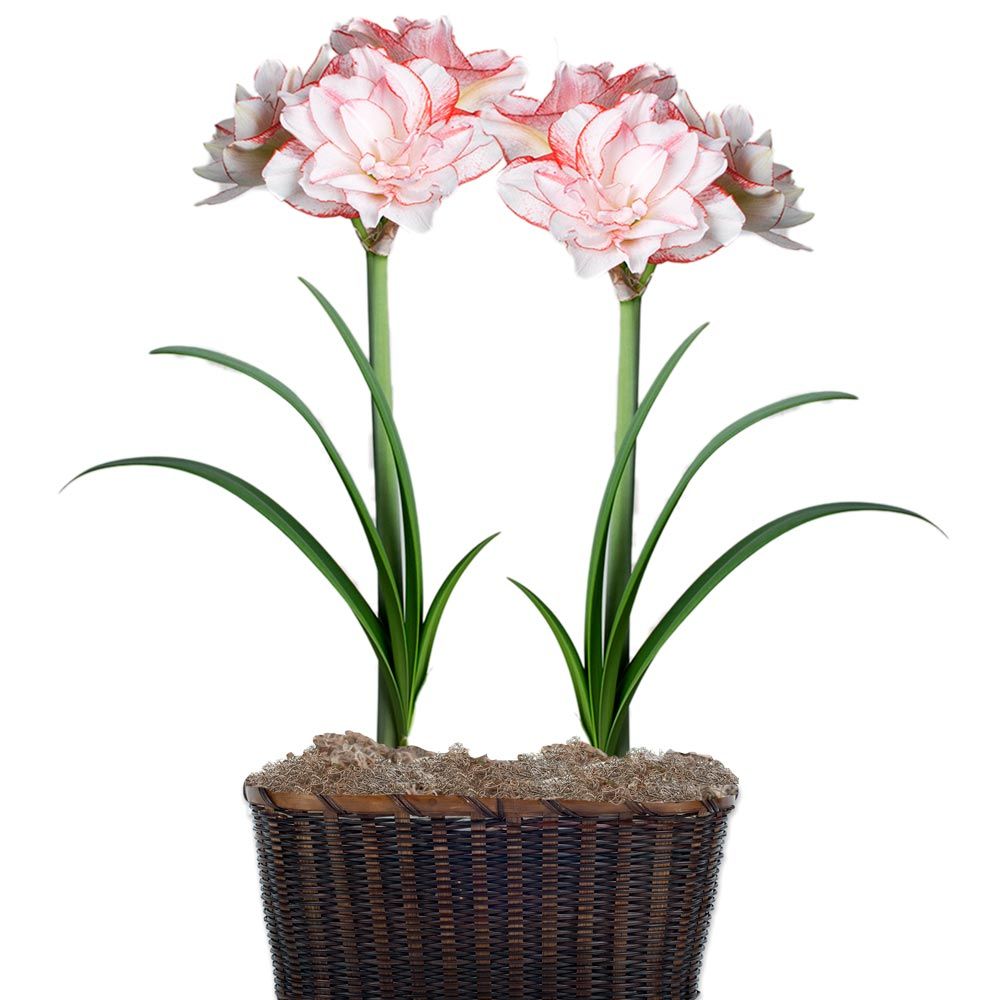 Amaryllis Striped Amadeus White Flower Farm