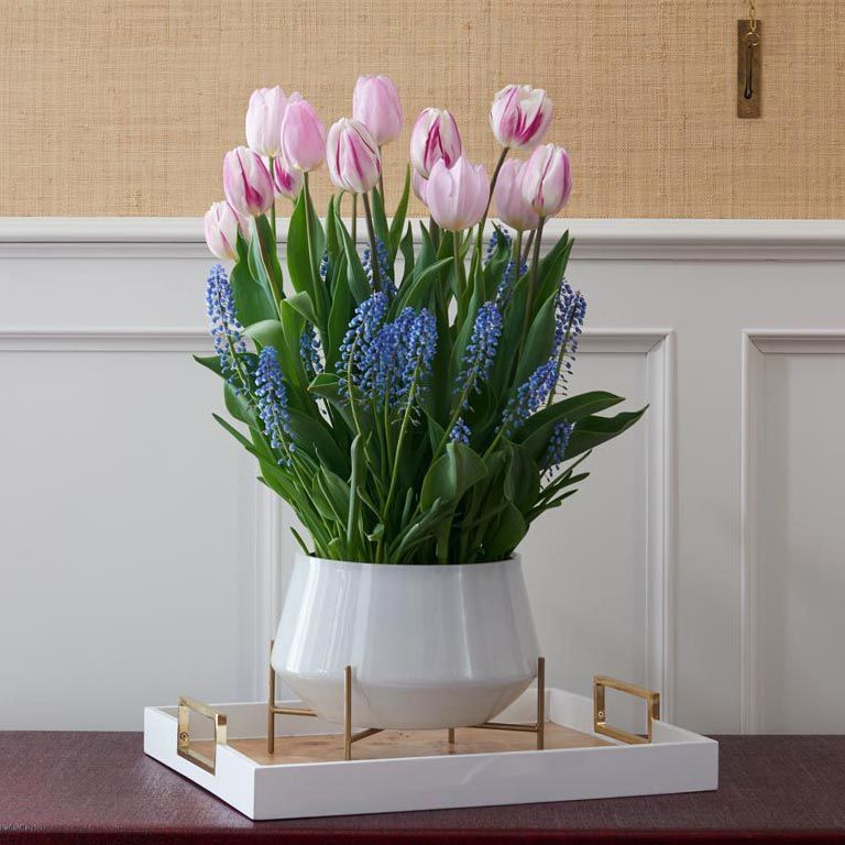 New Bulb Gardens | White Flower Farm