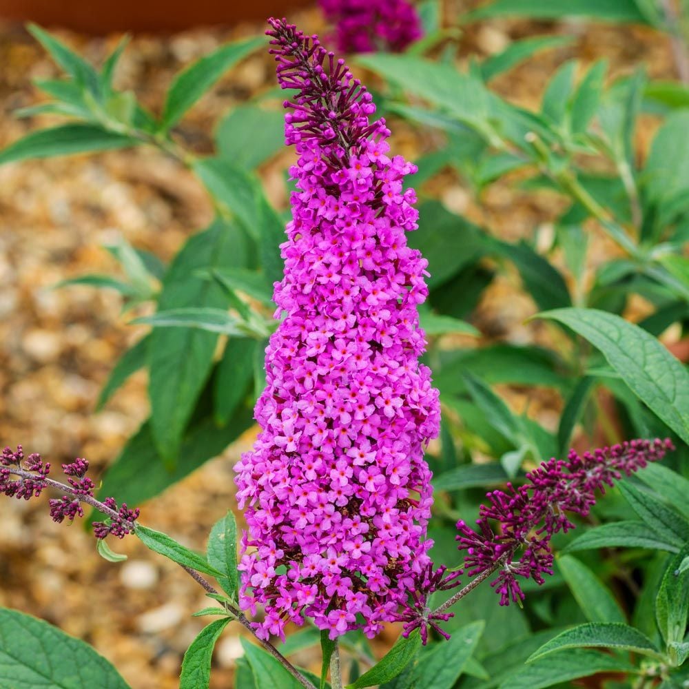 Buddleia davidii Buzz™ Magenta