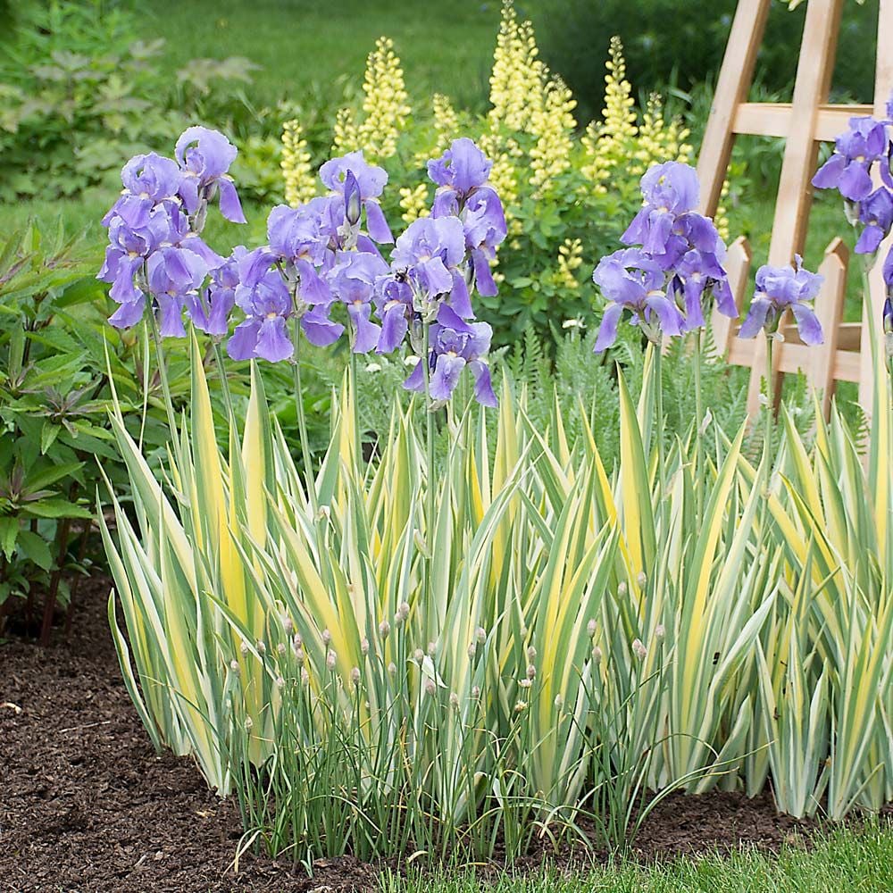 Iris pallida 'Variegata Aurea'