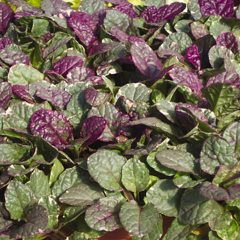 Ajuga reptans 'Burgundy Glow'