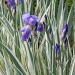  Iris pallida 'Argentea Variegata'