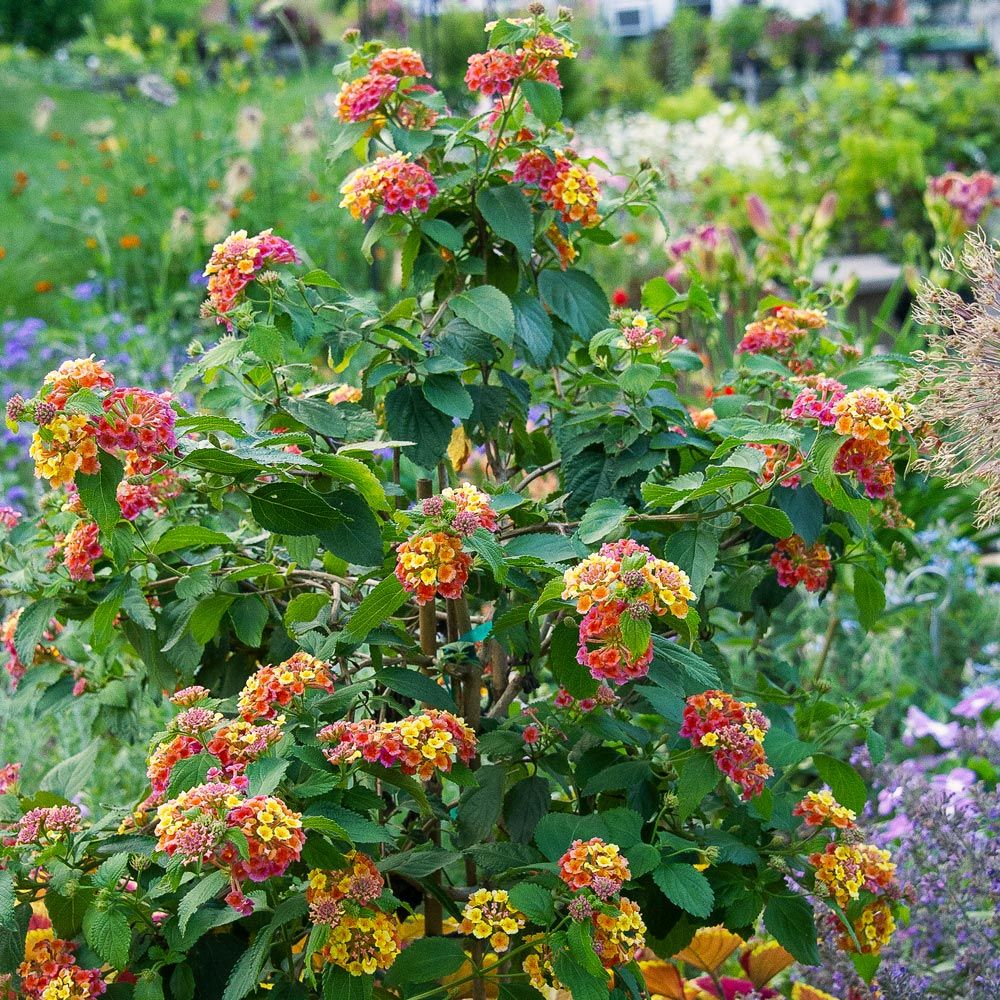 Lantana Confetti™ Topiary | White Flower Farm