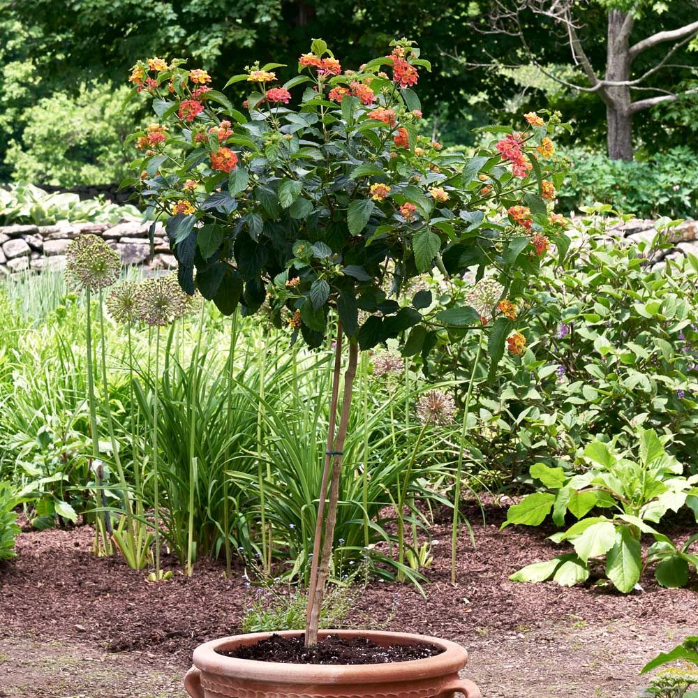 Lantana Confetti™ Topiary | White Flower Farm