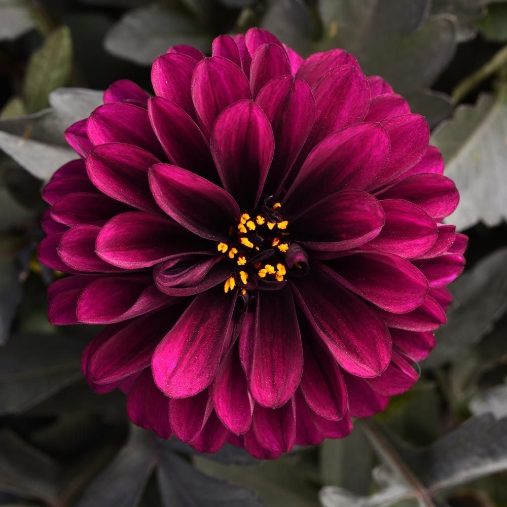 Dahlia City Lights™ Purple | White Flower Farm