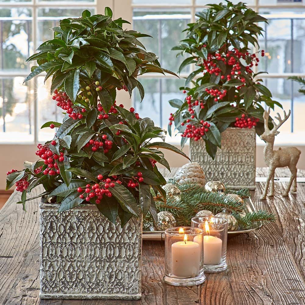 Tabletop Trees & Accents White Flower Farm