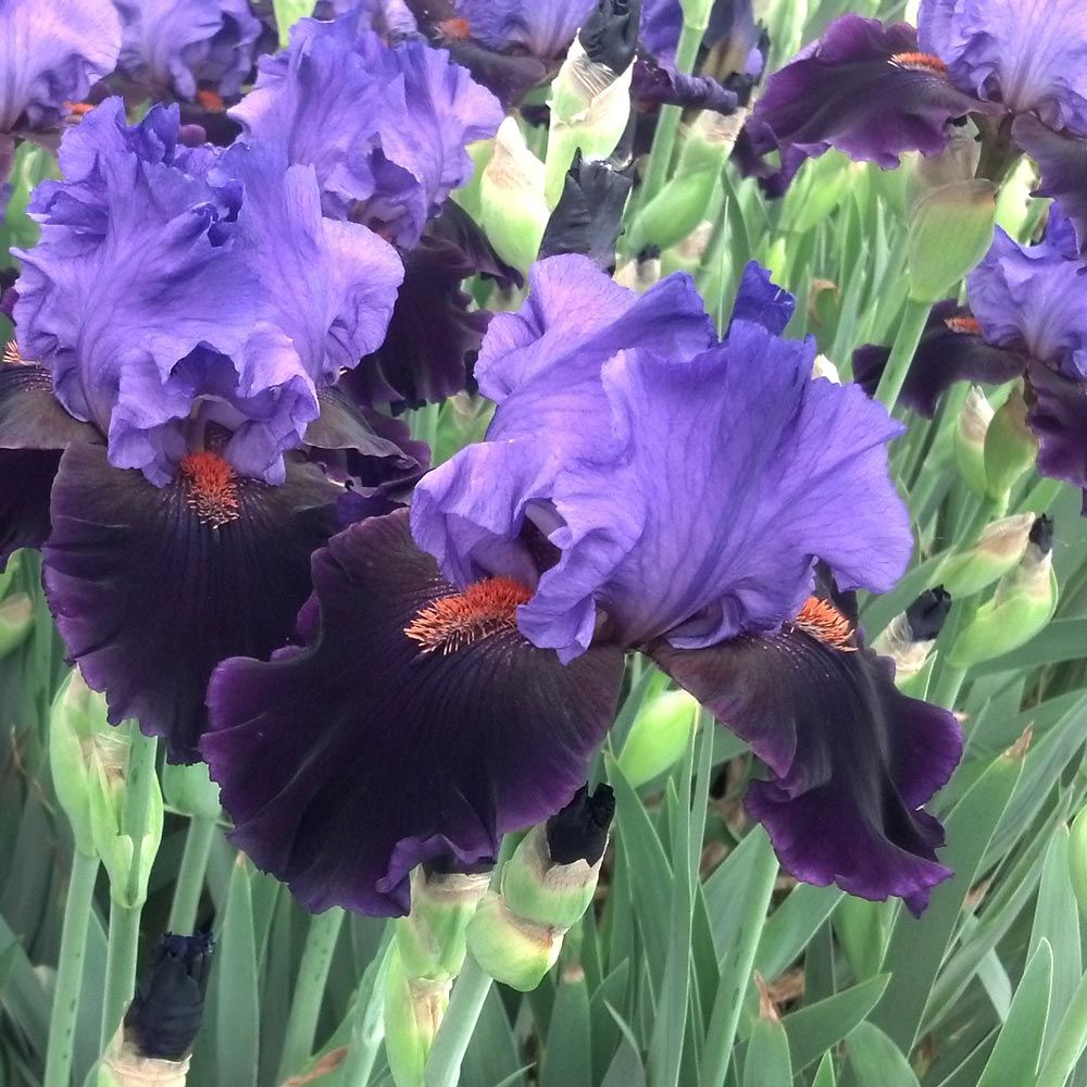 Iris germanica 'Violet Turner' - Reblooming