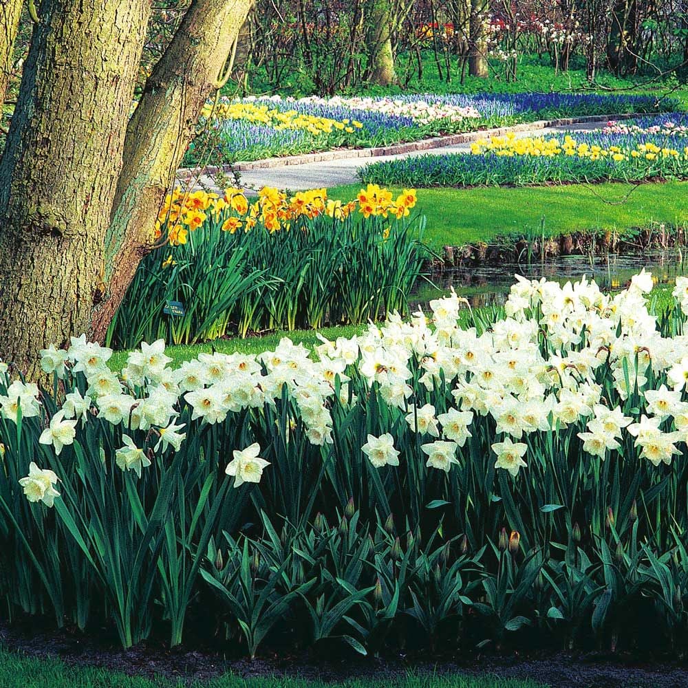 Narcissus 'Mount Hood'